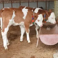 گوساله50روزه نر  سیمینتال|حیوانات مزرعه|کردکوی, |دیوار