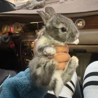 خرگوش مینی لوپ کوتوله هلندی