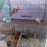 قناری رد فاکتور سهره