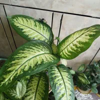 گل و گیاه طبیعی|گل و گیاه طبیعی|ایذه, |دیوار