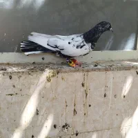 سینه کله
