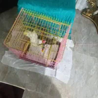 دو عدد عروس هلندی