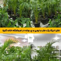 نخل اریکا یک متر ونیمی|گل و گیاه طبیعی|بندرعباس, |دیوار