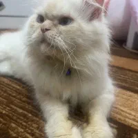 گربه پرشین نر|گربه|رشت, باهنر|دیوار