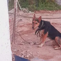 سگ ژرمن درجه یک|سگ|اندیمشک, |دیوار