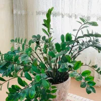 تعدای گل خانگی به فروش میرسد