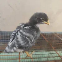 جوجه مرغ اصیل خانگی