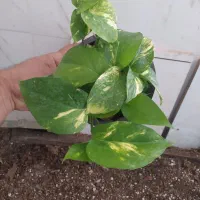 گل و گیاه پتوس|گل و گیاه طبیعی|اهواز, سیصد دستگاه|دیوار