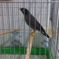 مینا شاه تخم