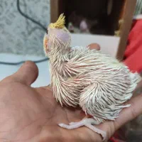 جفت لوتینو جوان با 4عدد جوجه تضمینی|پرنده|مشهد, کارمندان دوم|دیوار