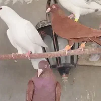 فروش دسته پلاکی|پرنده|شیراز, حومه شیراز|دیوار