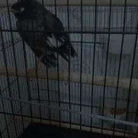 مرغ مینا سخنگو