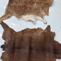 پوست بز دباغی شده نو