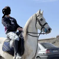 اسب وارداتی عرب