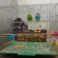 مرغ عشق جفت