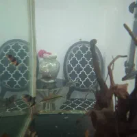 ماهی لوچ دلقک ردلاین کت پوزه|ماهی|قدس, شهرک فرزان|دیوار