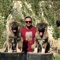 فروش توله قفقازی