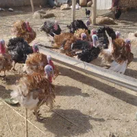 بوقلمون نر  چاق چاق