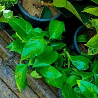 گل آپارتمانی در 8 مدل پتوس تمامی نژاد درشت|گل و گیاه طبیعی|تبریز, |دیوار