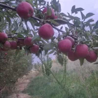سیب درختی پاییزه