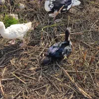 اردک خارجی ماده|حیوانات مزرعه|نکا, |دیوار