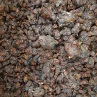 کشمش افتابی و گله کاشمری تربت جام|خوردنی و آشامیدنی|تربت جام, علوی|دیوار