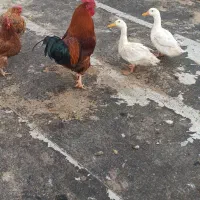 مرغ وخروس محلی