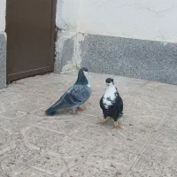 کفتر|پرنده|مشهد, شهرک مهرگان|دیوار