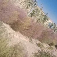 جارو|جاروبرقی، جارو شارژی، بخارشو|باوله, |دیوار
