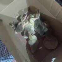 سلام خدمت دوستان 8عدد غاز بچه اماه