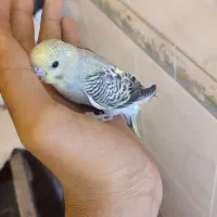 مرغ عشق|پرنده|صدرا-فارس, فاز ۲|دیوار