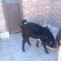 کهره‌نرو بره ماده