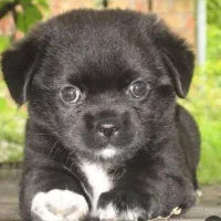 ۳تا توله سگ محلی سیاه