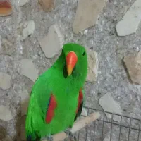جوجه اکلکتوس