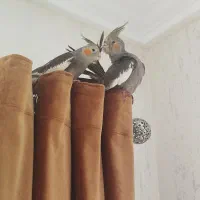 فروش عروس هلندی