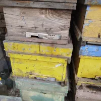 فروش کندوی خالی