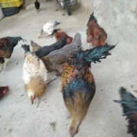 خروس جوان محلی