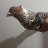 کفتر|پرنده|مشهد, دهشک|دیوار