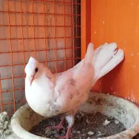 کفتر کبوتر جوجه هفترنگ دمسفید