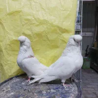 نوک قنار .زینتی .نقش