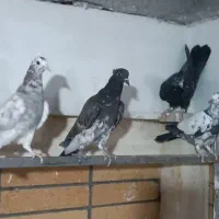 جوجه|پرنده|آران و بیدگل, |دیوار