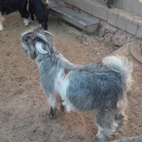 بزغاله|حیوانات مزرعه|اردل, |دیوار