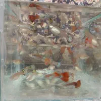 ماهی گوپی بلو و میکس