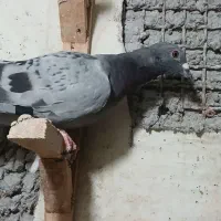 نر دوری|پرنده|دزفول, |دیوار