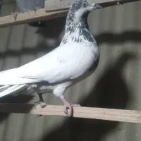 دو طوق ماده پاکستانی