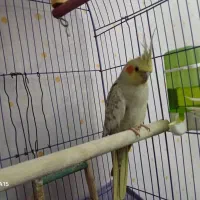 عروس هلندی جفت خورده جوجه داده|پرنده|اسلامشهر, مظفریه|دیوار