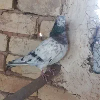 سرورآتشی|پرنده|قم, نیروگاه|دیوار