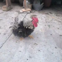 خروس ژاپونیزه.. مینیاتوری