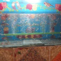 ماهی آکواریومی گوپی
