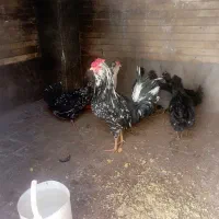 خروس گلین|حیوانات مزرعه|فرخ‌شهر, |دیوار